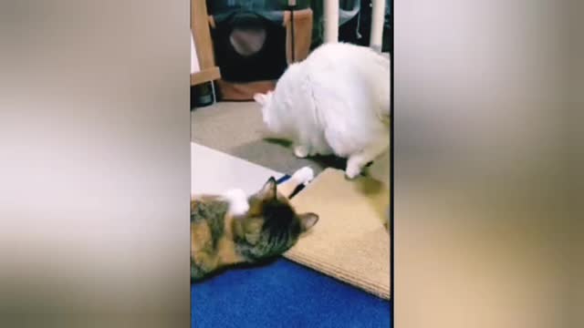 Cat and Dog Funny training videos Short training