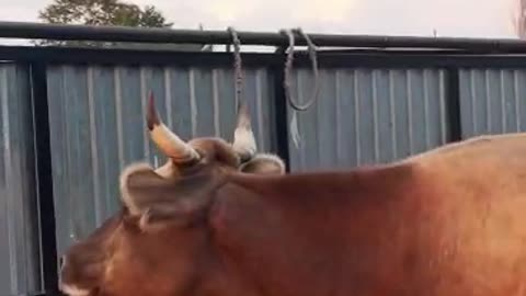Cool cow 🐮🐮🐮🐮