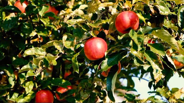 Amazing fruit