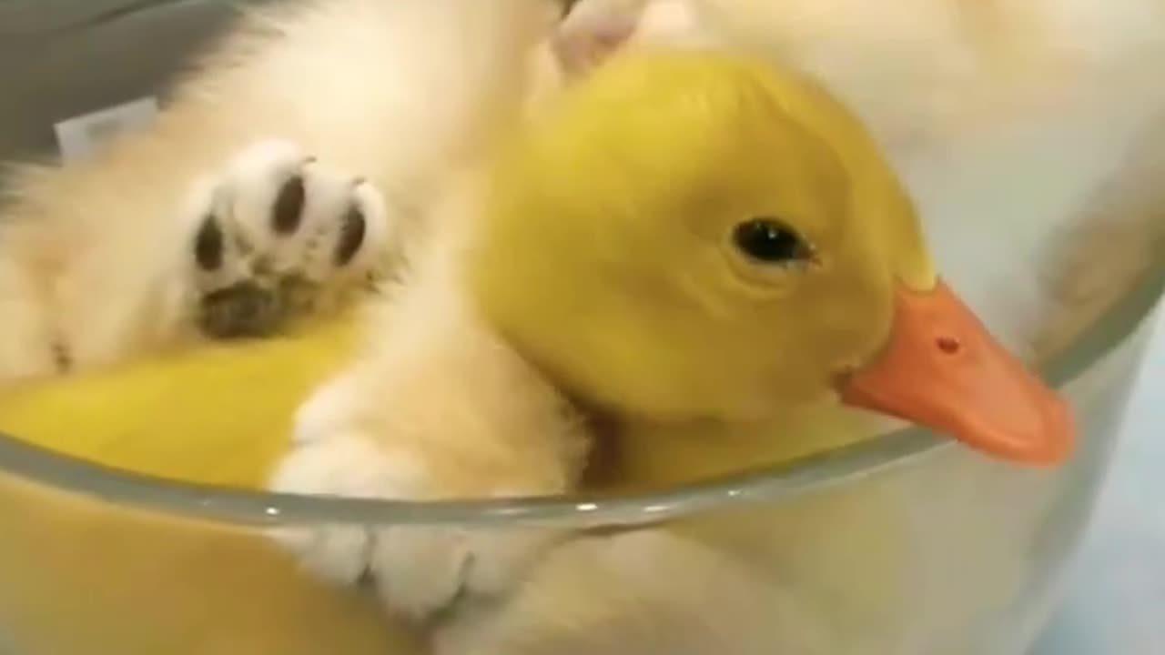The kitten hugged the little duck
