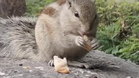 Indian squirrel having breakfast