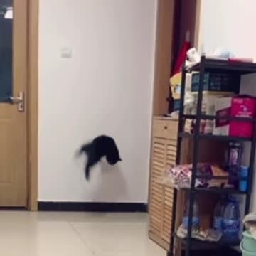 Cute and Funny Cat Videos #4