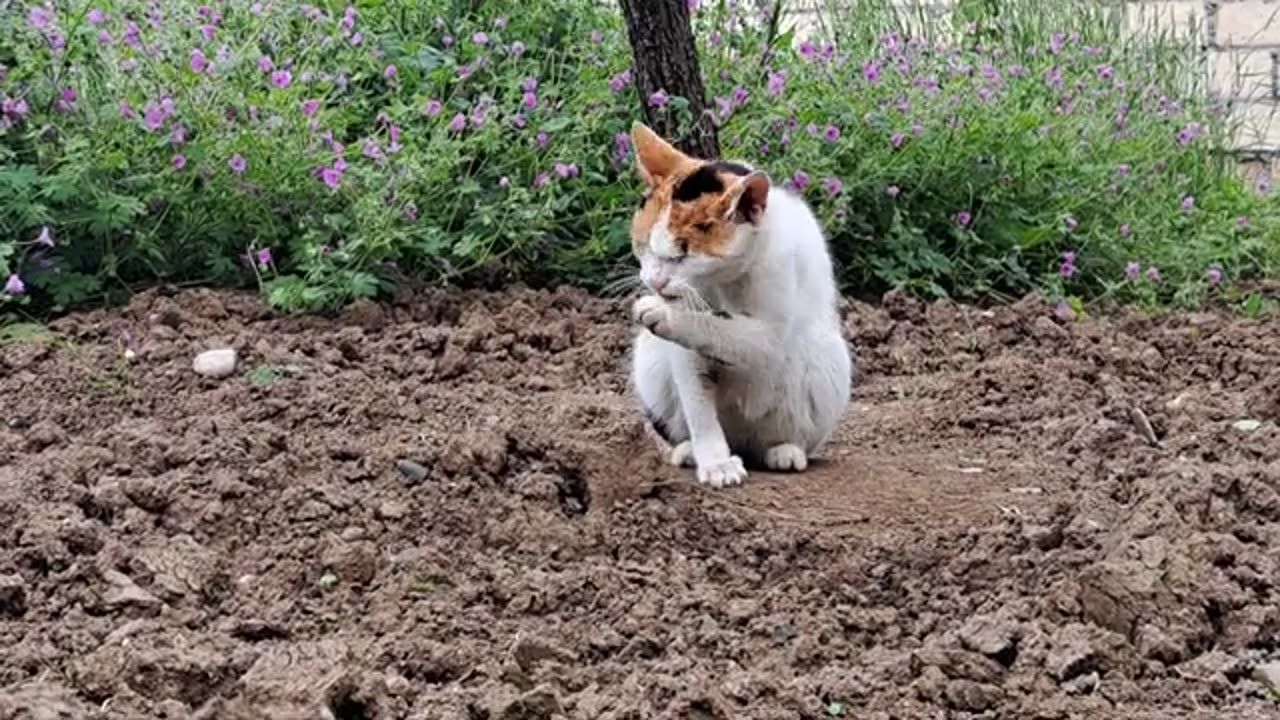 A cat that cleans its hands and face after eating.