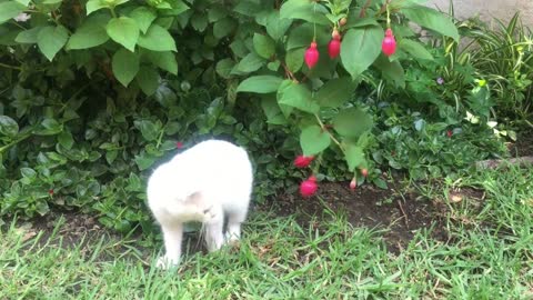 A White Kitten Playing With a Flowering Plant