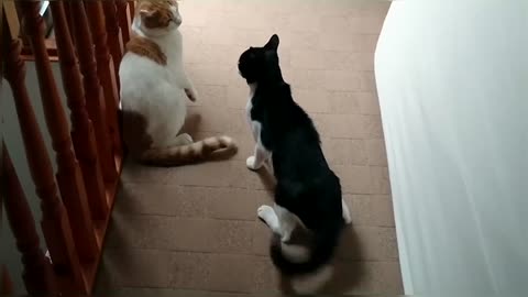 Cat Fight