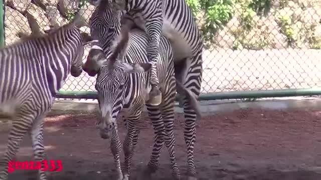 ZEBRA MATING - ANIMAL MATING