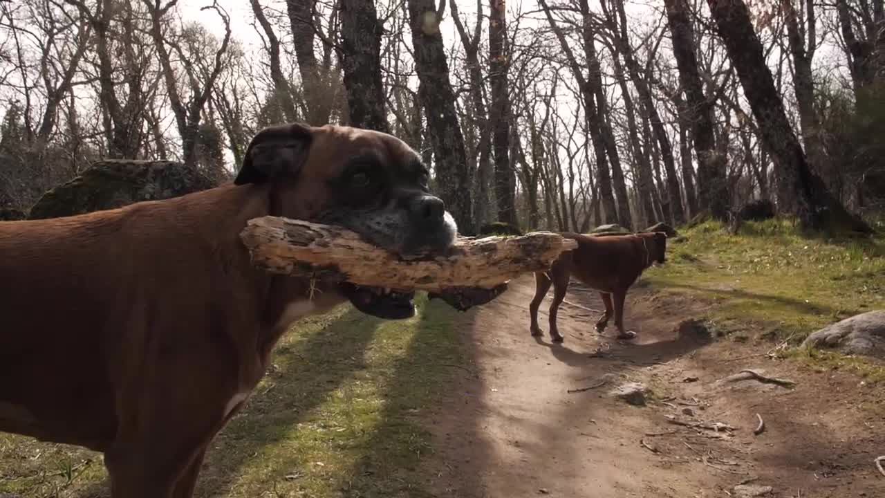 Fawn gets adorably startled by little bunny