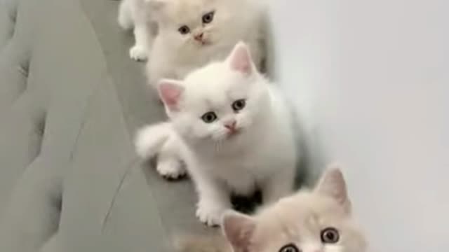 Cute animal videos # Play with cute kittens