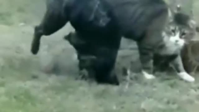 The final reslin match between the expert cat and dog