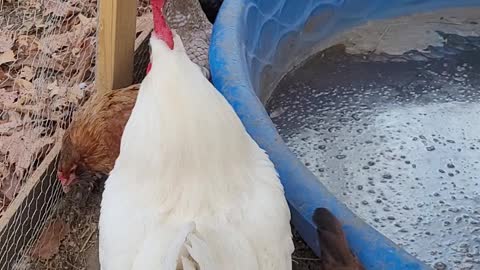 Chanteclar Our Rooster