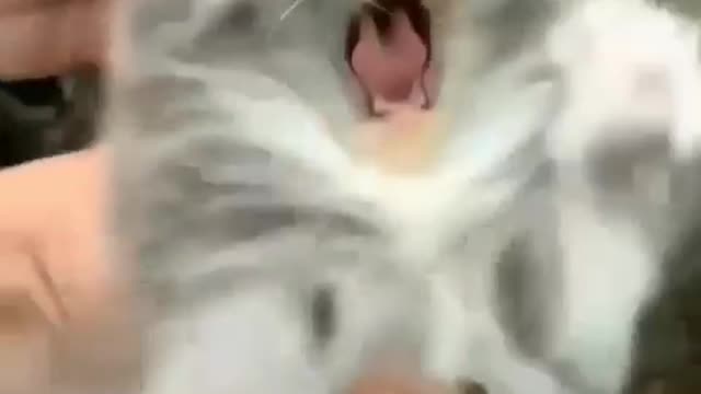 funny animals