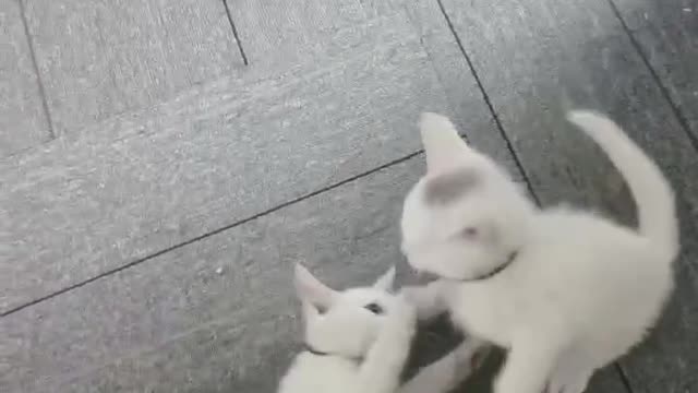 two mischievous cats