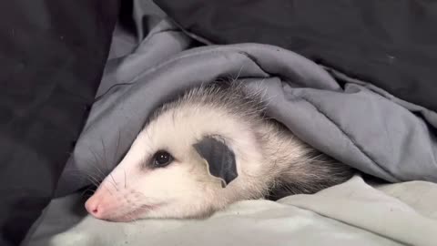 Frankie’s first raspberry ~opossum orphan