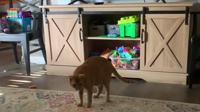 Funny cat Cheeto getting spooked