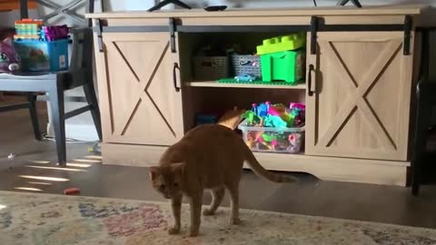 Funny cat Cheeto getting spooked