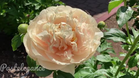 Canadian Peony Society Virtual Show