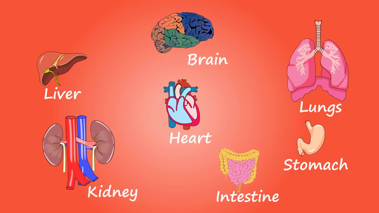 Human body organs