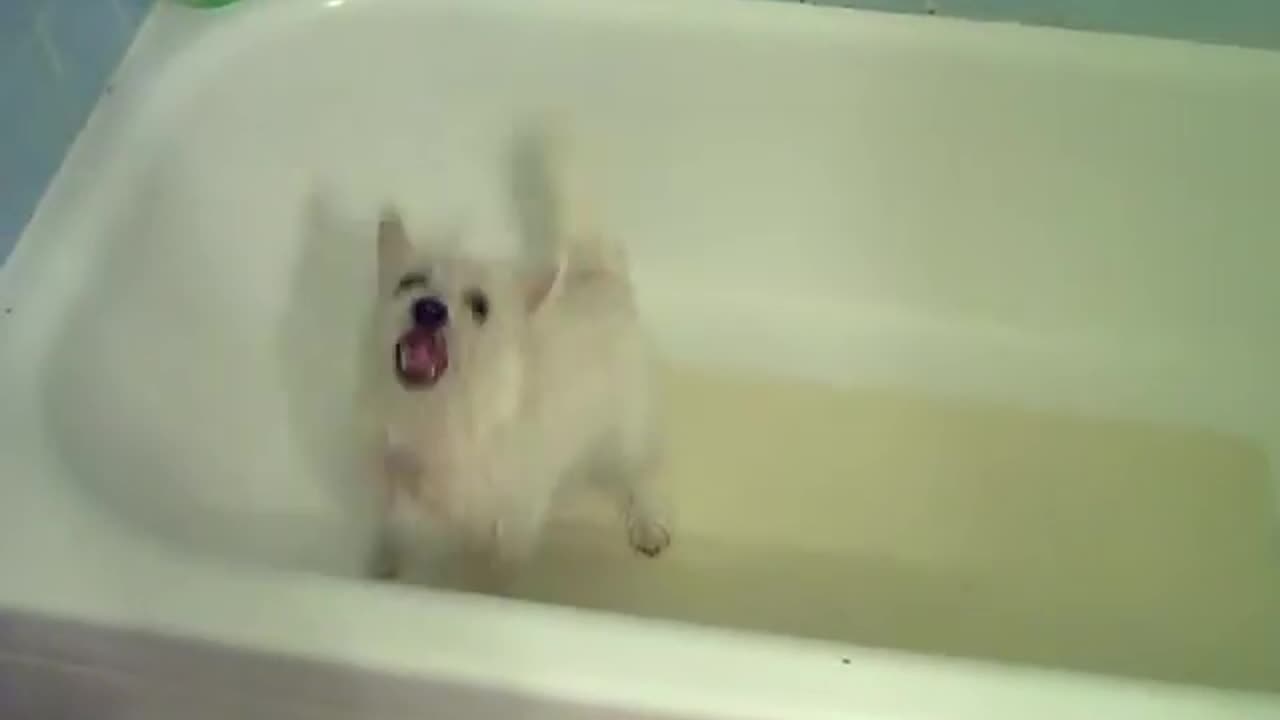 My Westie Puppy In the Bath