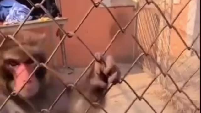 The monkeys fight directly with the tourists for food