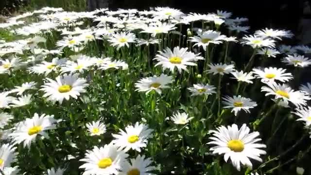 Flowers can dance!!! Amazing nature Beautiful Blomming Flowers Time lapse video