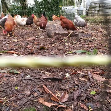 Chicken Stampede