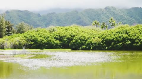 Green teers Flowers butterfly Rivers And Green mo