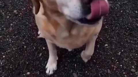 Very funny dog video