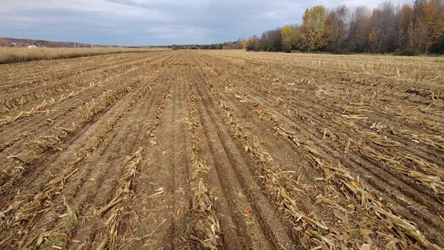 Planting rye