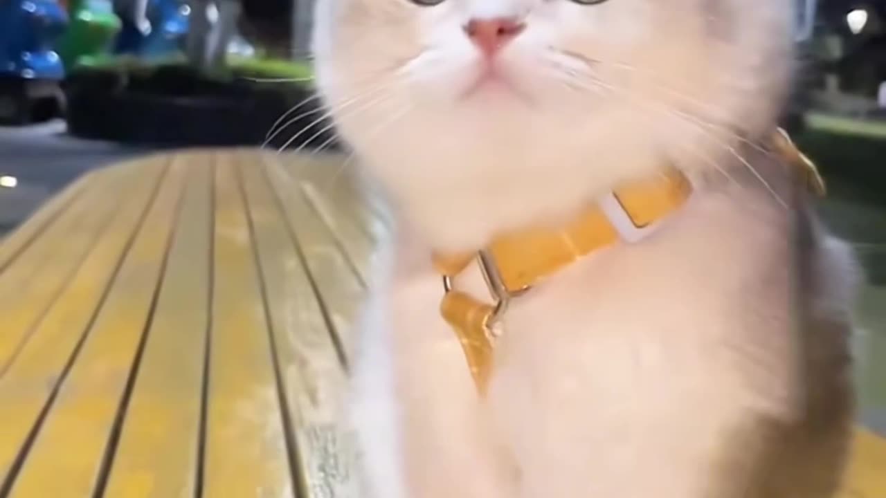 Sad mood cat 😔😺#cat #funny animal #short#viral#animal funny video