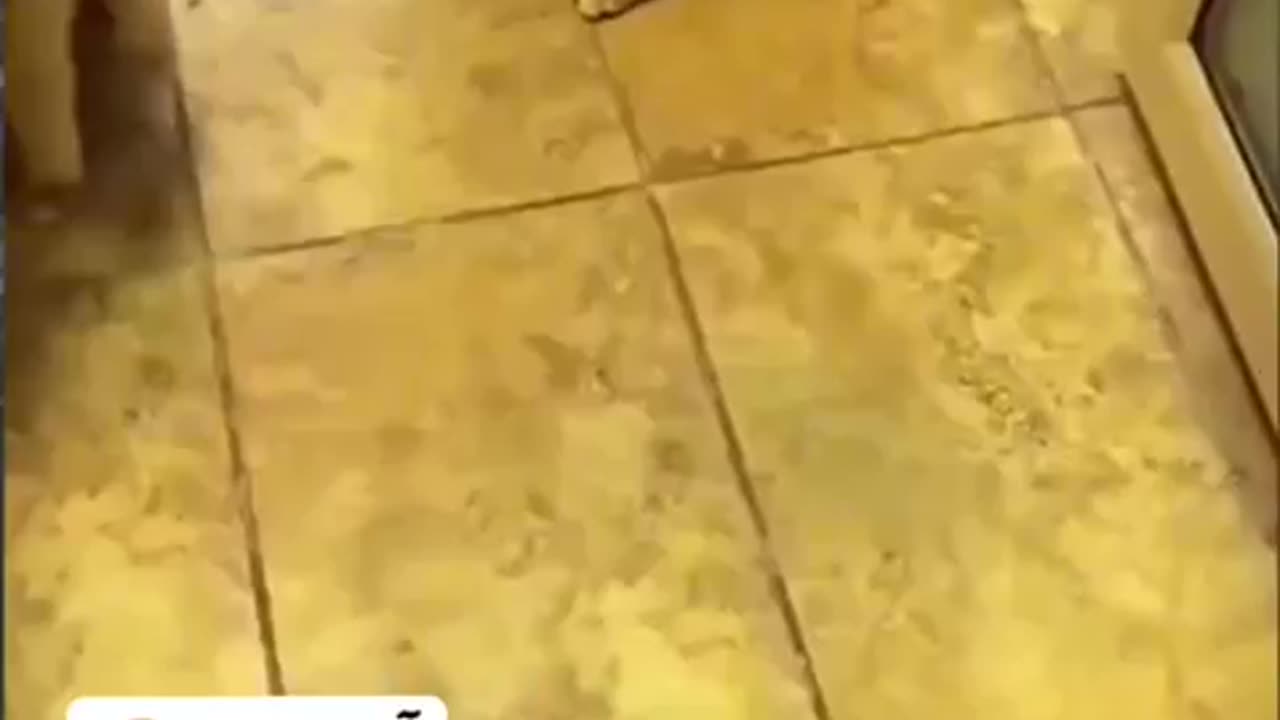 Cute cat funny