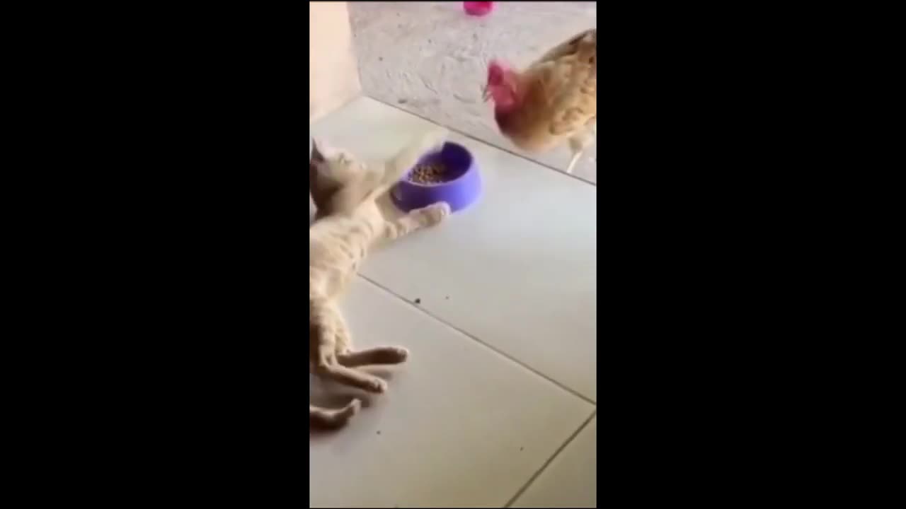 Funny Animals cat/dog