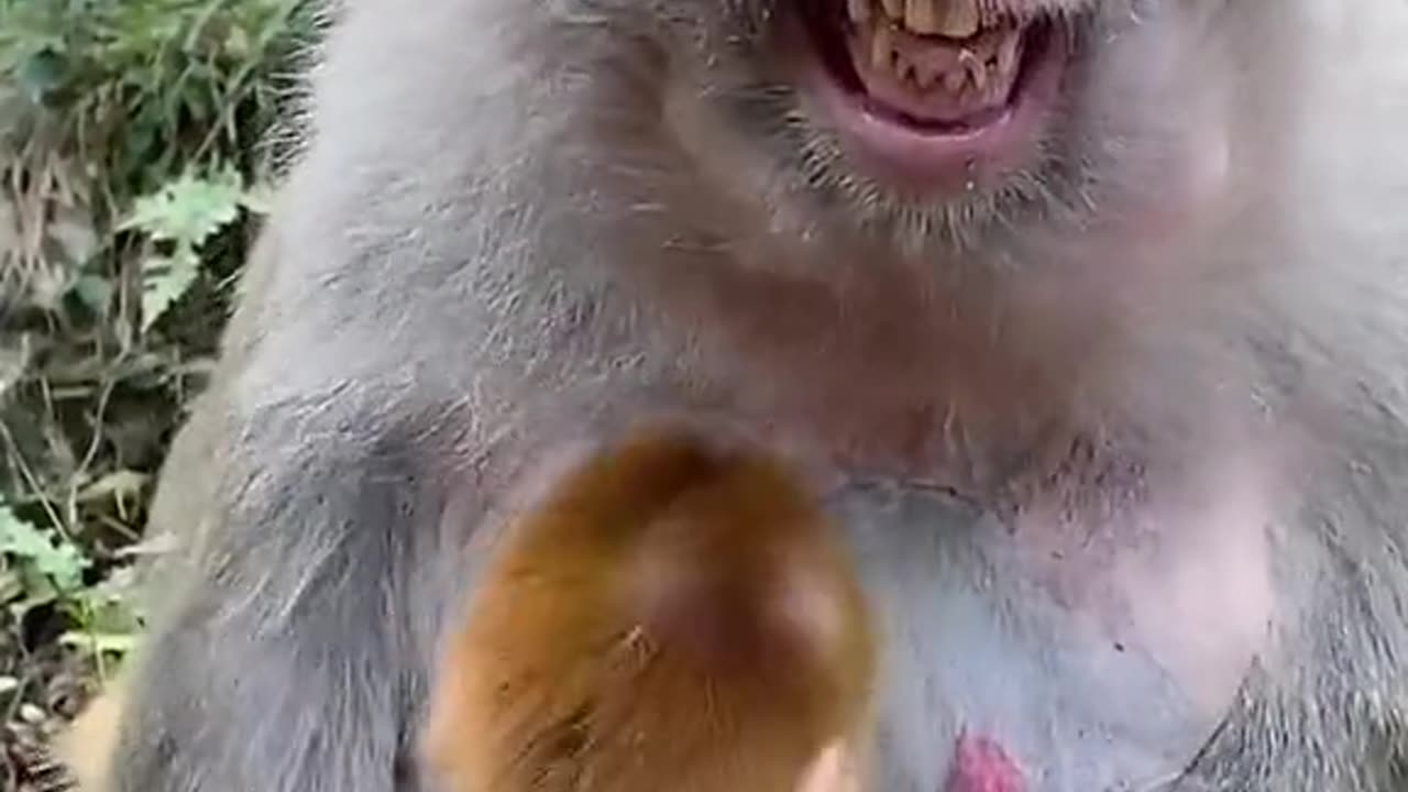 Bestfunyanimal videos,funesmonkey sndbabyvideos