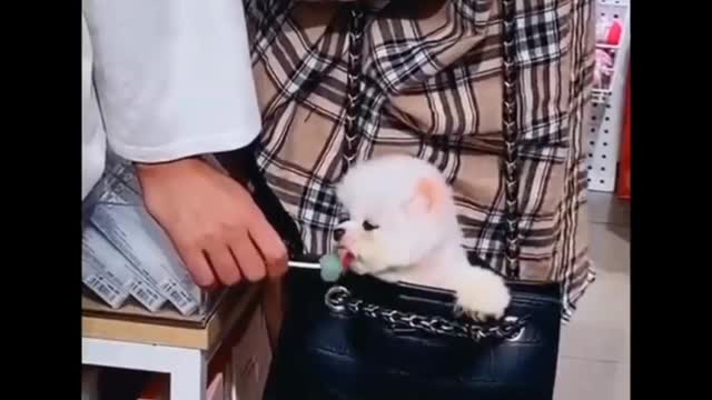 Best of the best Cute Dog and Cat Compilation #93 - CuteVN