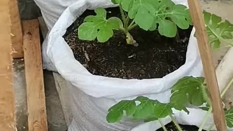 How to grow mini watermelon