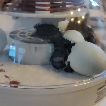 2nd chick hatching