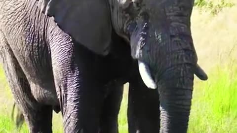 elephant funny video // funny and cute animals // funny wild animals