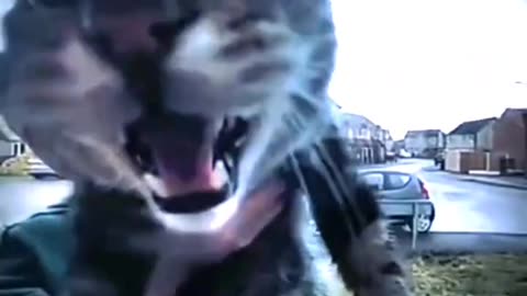 GATO EN LA PUERTA MEME - METAMORPHOSIS #phonk #music #edit