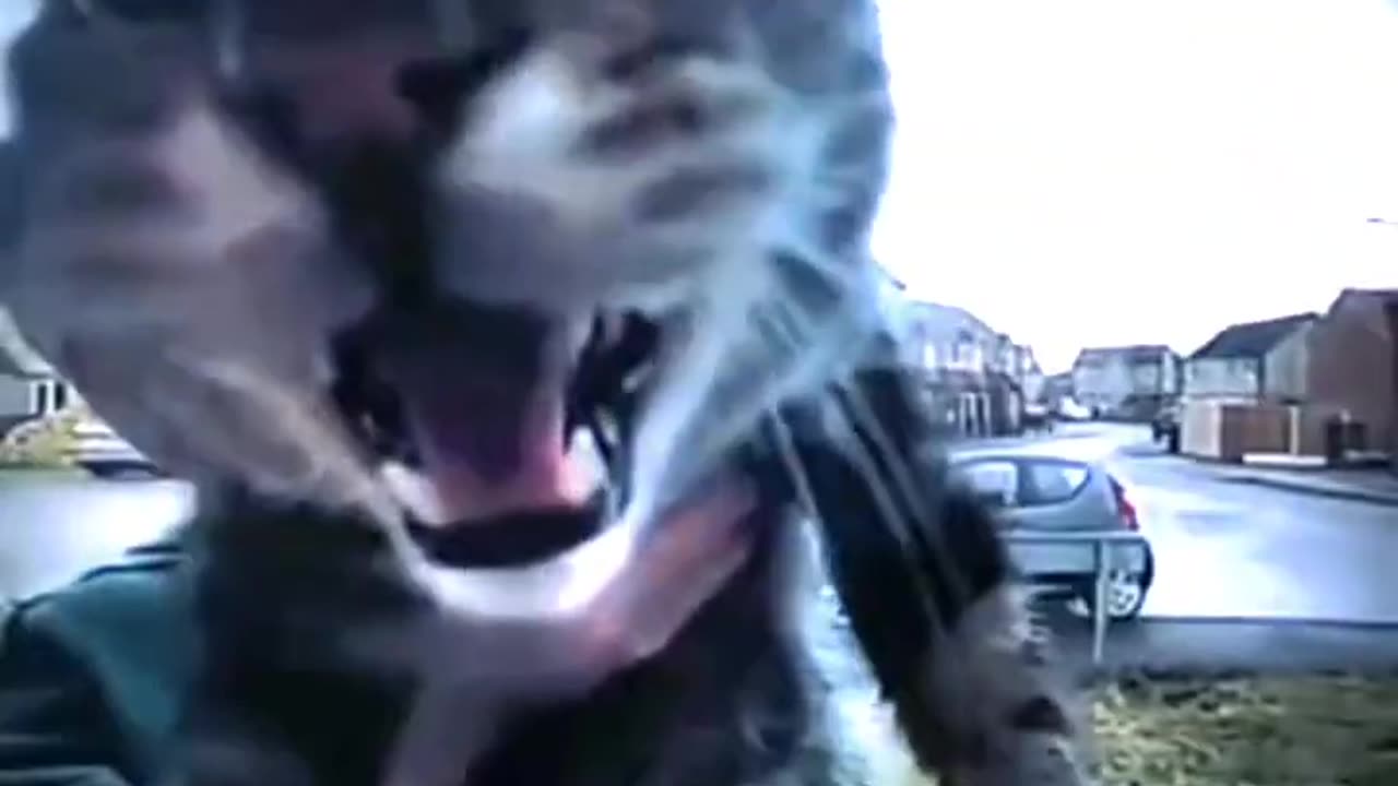 GATO EN LA PUERTA MEME - METAMORPHOSIS #phonk #music #edit