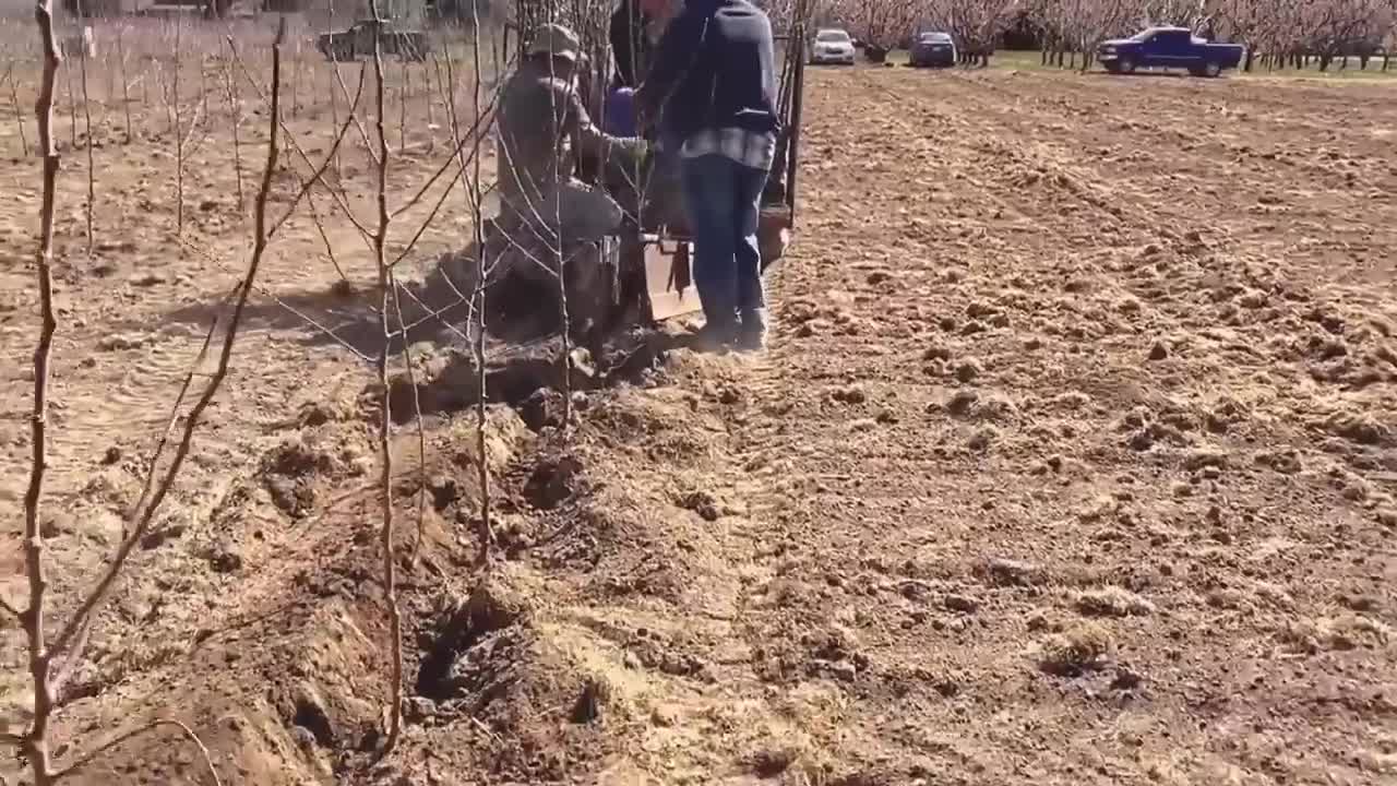 Picking Billions Of Plums In California