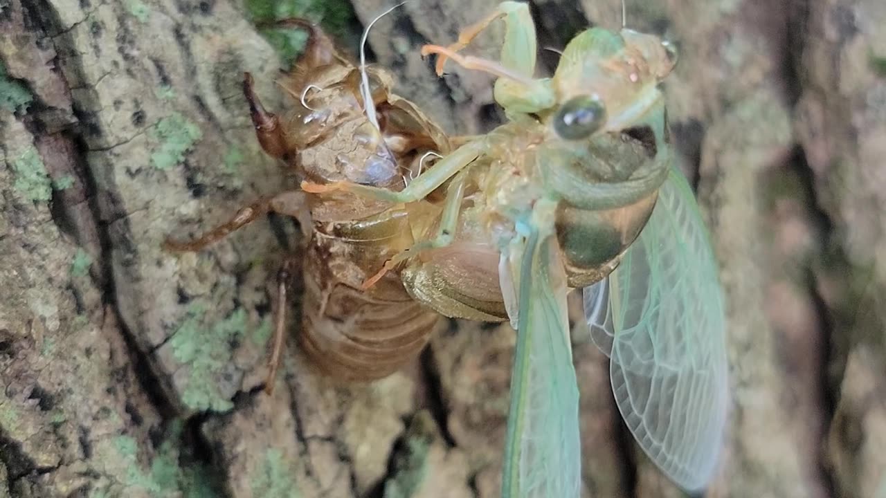 Molting Cicada