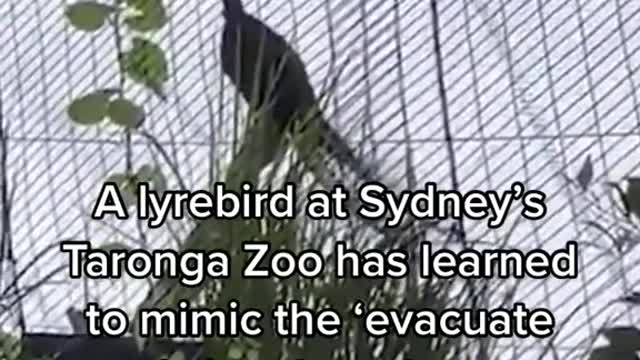 Alyrebird at Sydney's Taronga Zoo has learned to mimic the 'evacuate now' siren less than twos