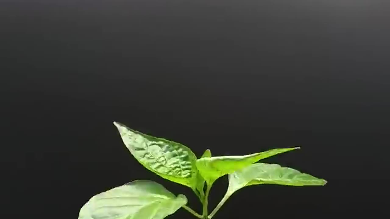 Cc trees