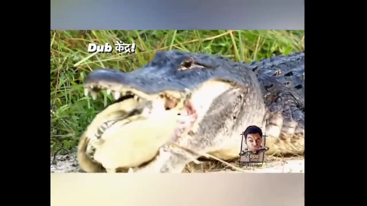 🐊 funny dub video 😂 _ crocodile funny video _