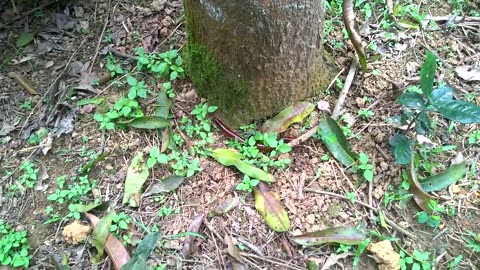 Arthropods - Millipede