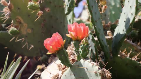 Desert Serenity The Beautiful Sounds of Arizona