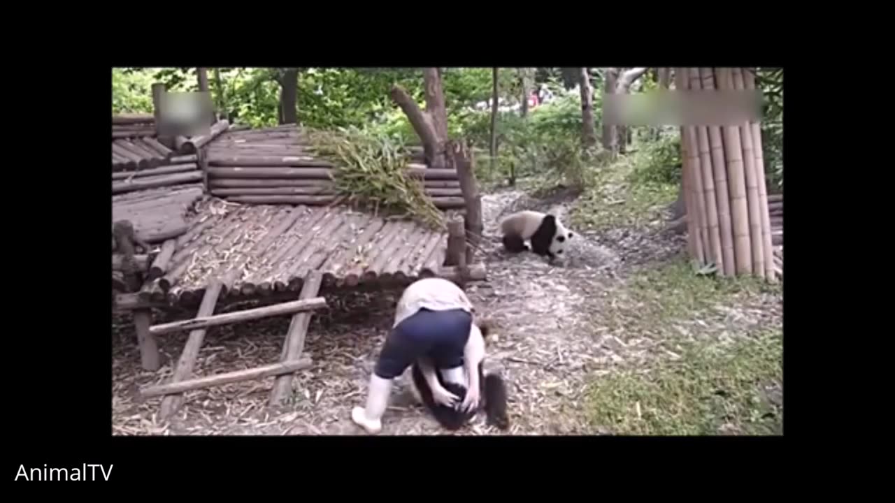 The Funniest Baby Panda EVER!!