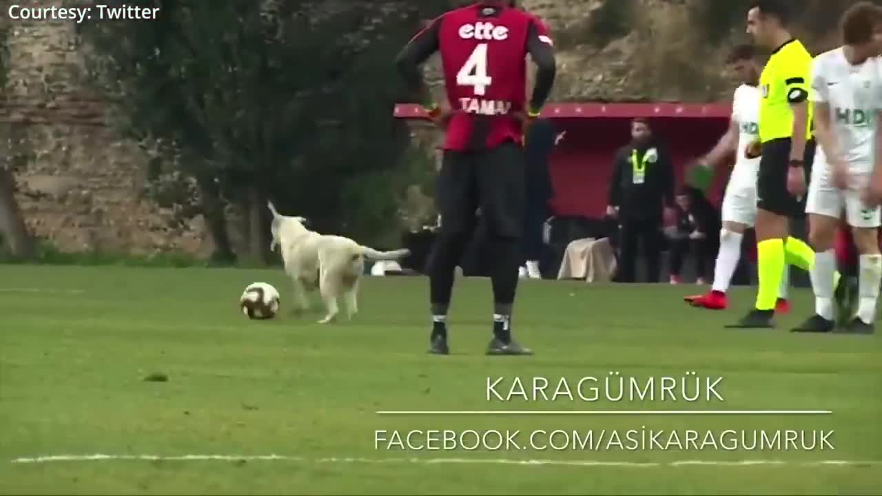 How a dog brought a football match to a halt