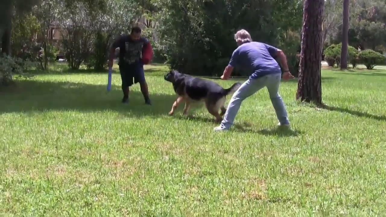 Guard dog traning step to step