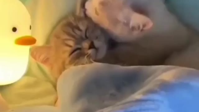 Cute cat 🐈