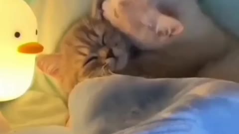 Cute cat 🐈